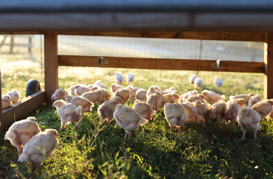 Small chicks in a pasture.