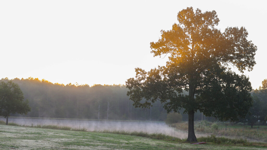 Oak tree with the sun setting in the distance.