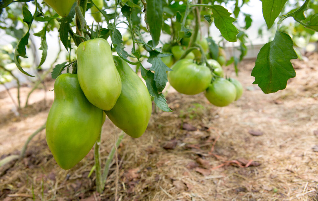 How Far Apart to Plant Tomatoes