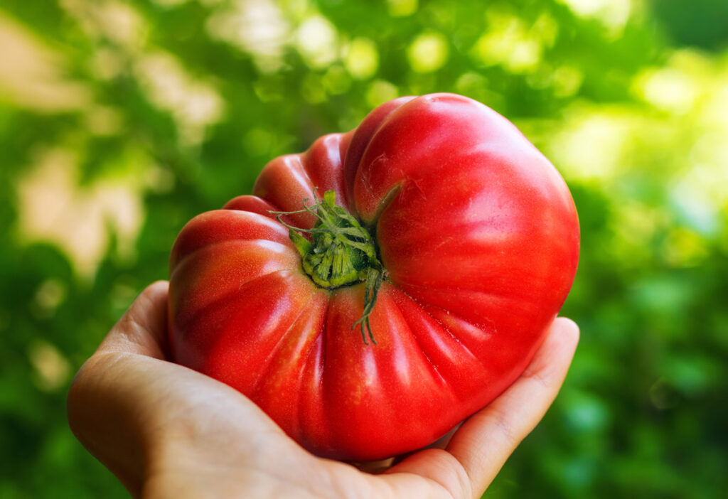 Large tomato in a woman's hand.