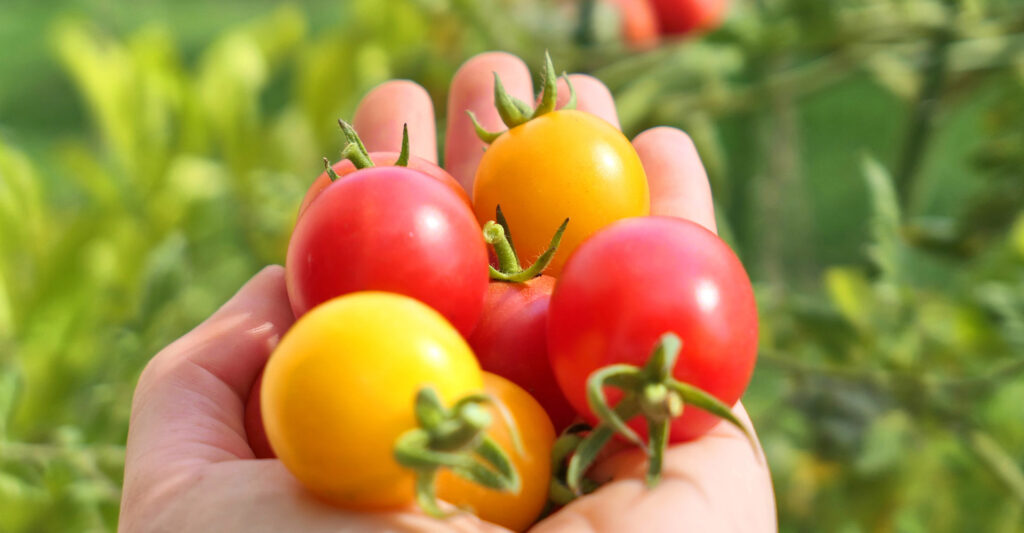 A handful of red and yellow cherry tomatoes.