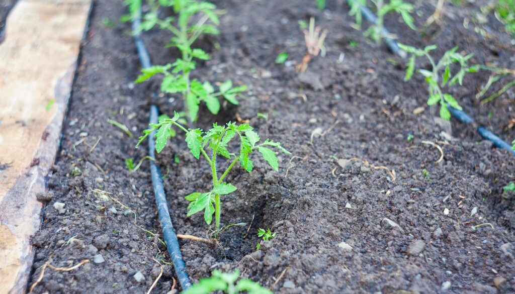 Tomato plants in a row with irrigation running along the base.