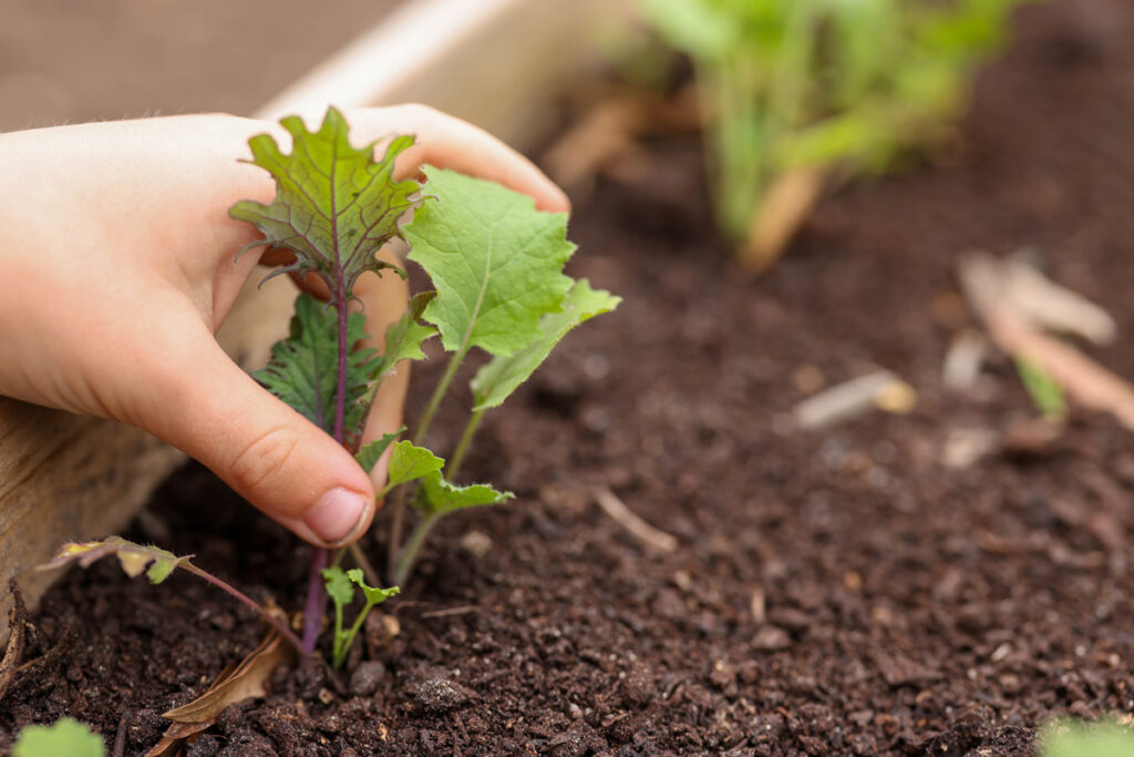 A hand picking some baby greens.