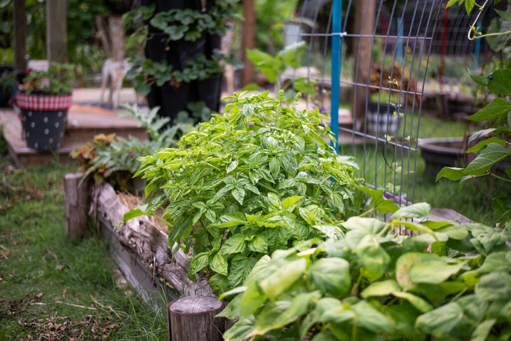 Basil growing in raised beds in a garden.