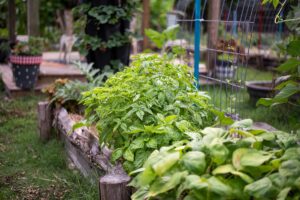 Basil growing in raised beds in a garden.