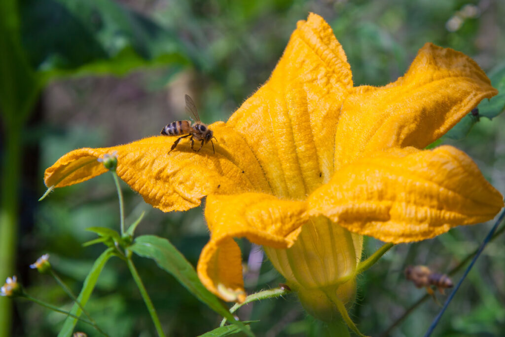 A large yellow blossom being pollinated by a bee.