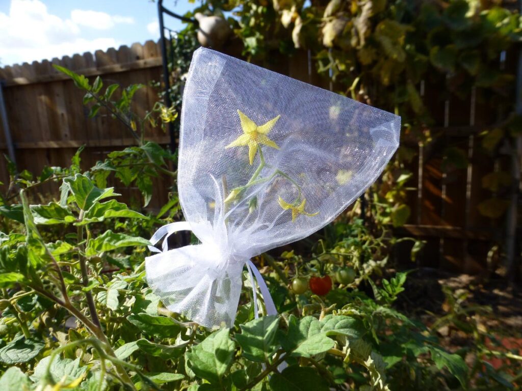 A blossom bag protecting the blossoms of a tomato plant.