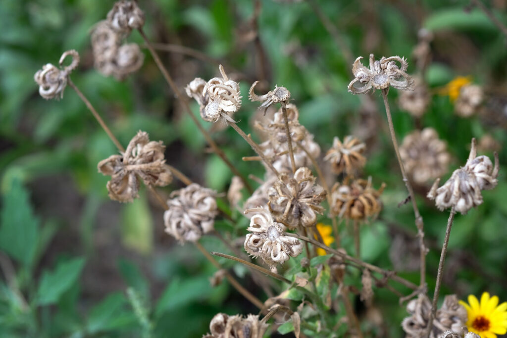 3 Rules for Storing Seeds so They Don't Go Bad • Gardenary