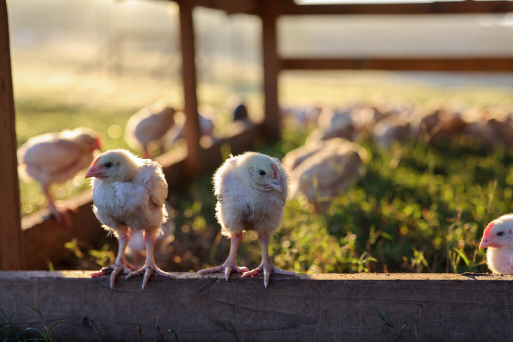 Baby chicks roosting on a board.