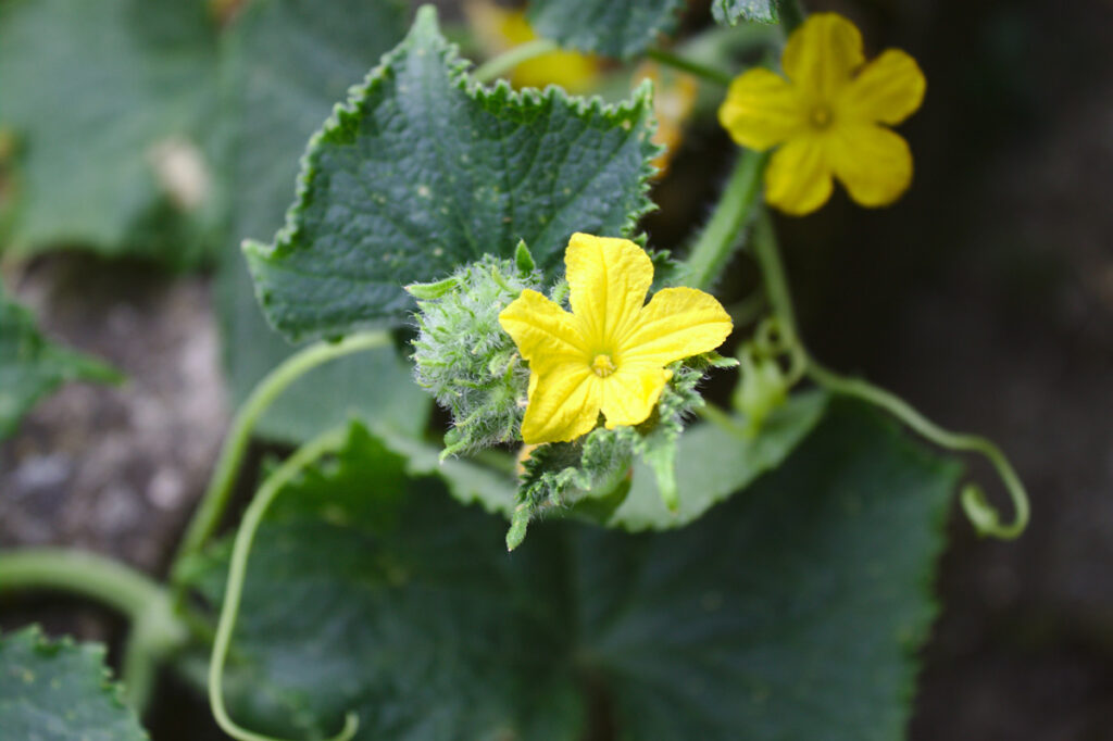 Cucumber plant with blossoms.