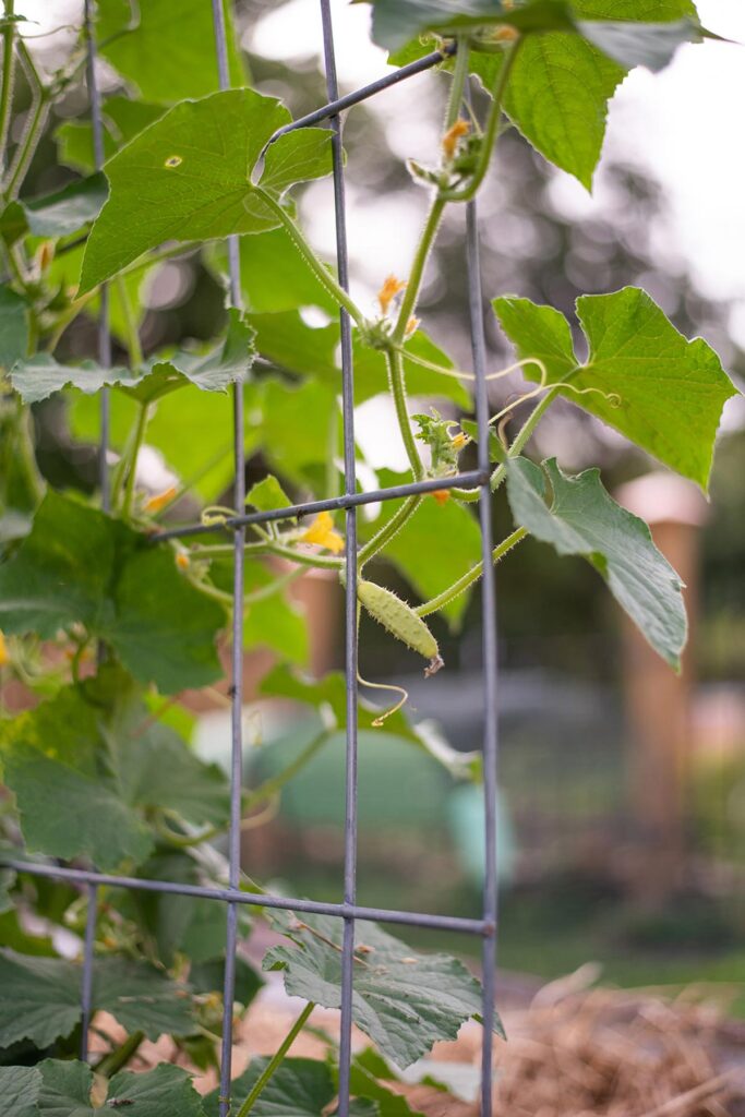 Cucumbers growing on a vertical trellis in the garden.