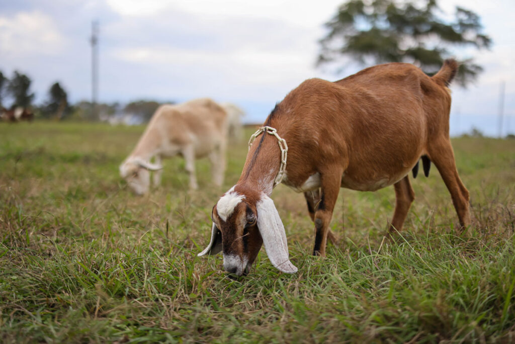 Two goats grazing in a field.