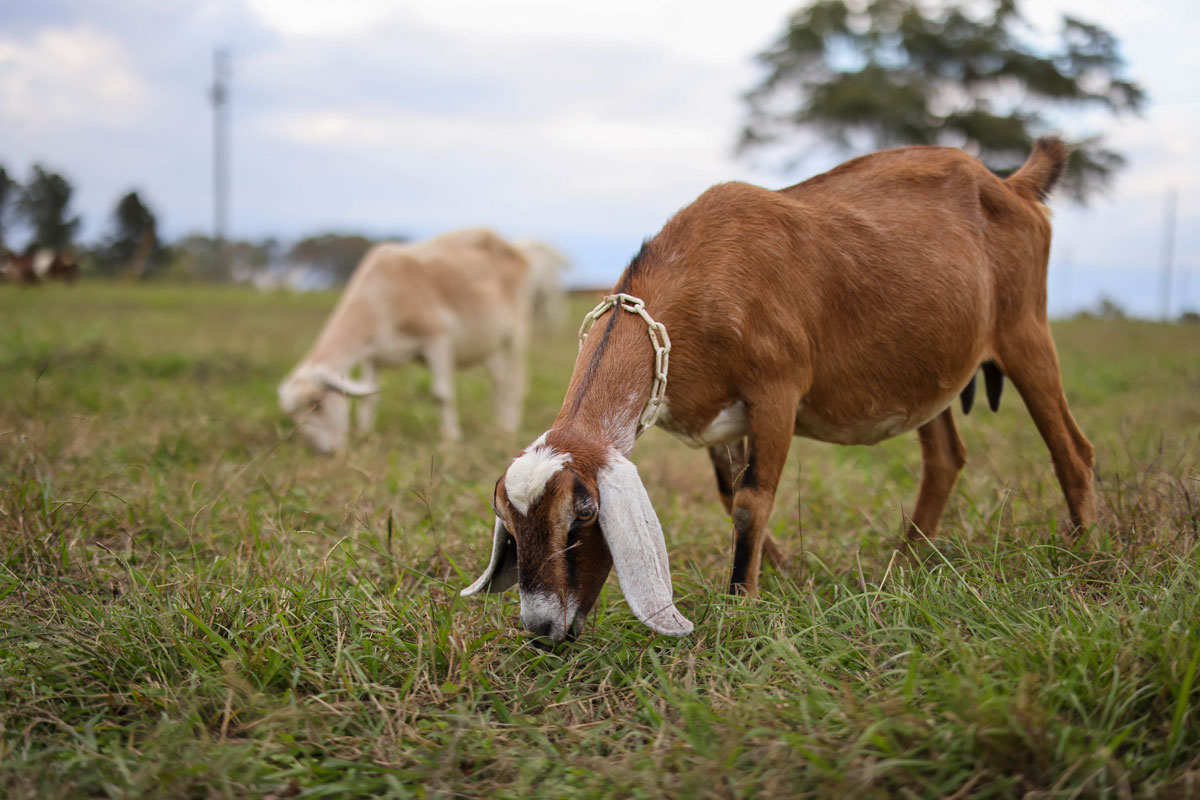 Copper Deficiency in Goats (& How to Correct It) Roots and Refuge