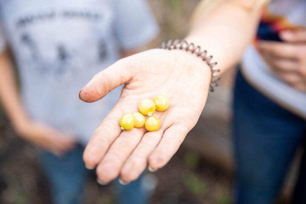 A handful of yellow ground cherry tomatoes.