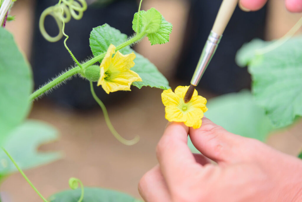 Shoot Bags For Pollinating - Agricultural Supplies - MIDCO Global