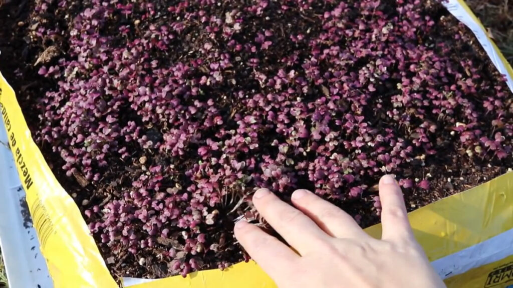 Microgreens growing in a bag of compost.