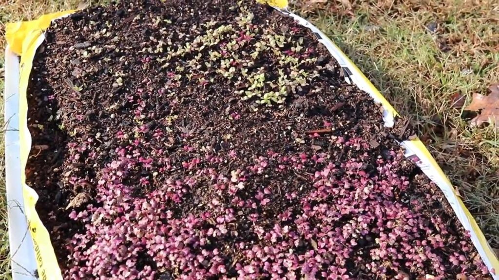 Image of microgreens growing in a bag of potting soil.