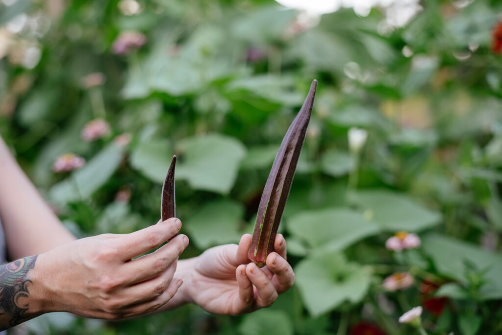 A woman's hands holding up two sizes of okra.