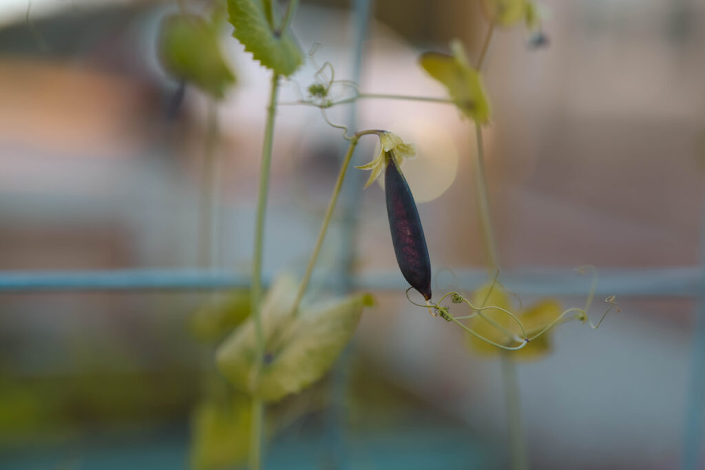 Purple bean growing on the vine.