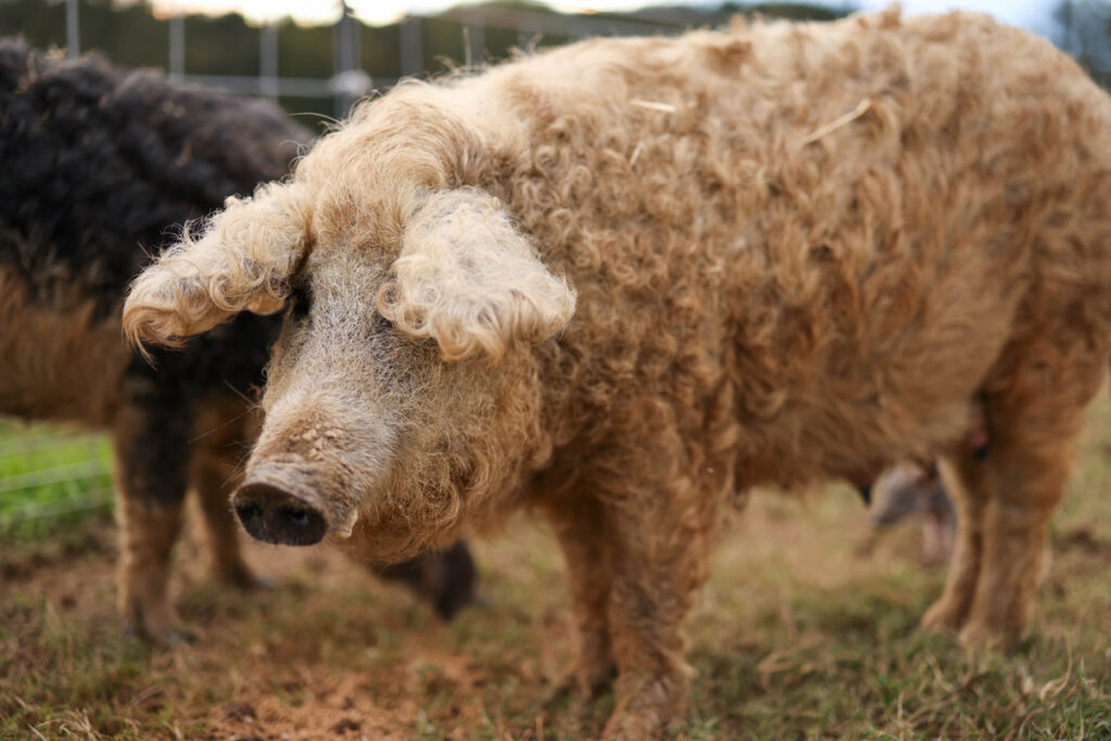 Mangalitsa pig upclose.