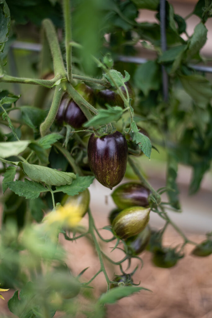 Purple tomatoes growing on a vine.