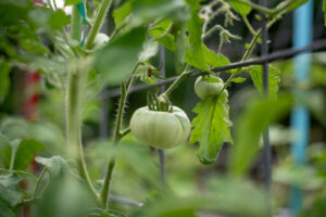 Close up of a green tomato on the vine.