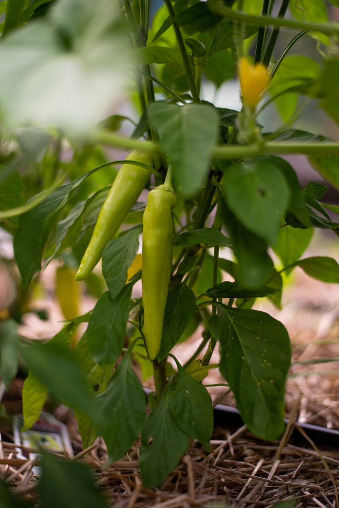 Peppers growing on a plant in the garden.