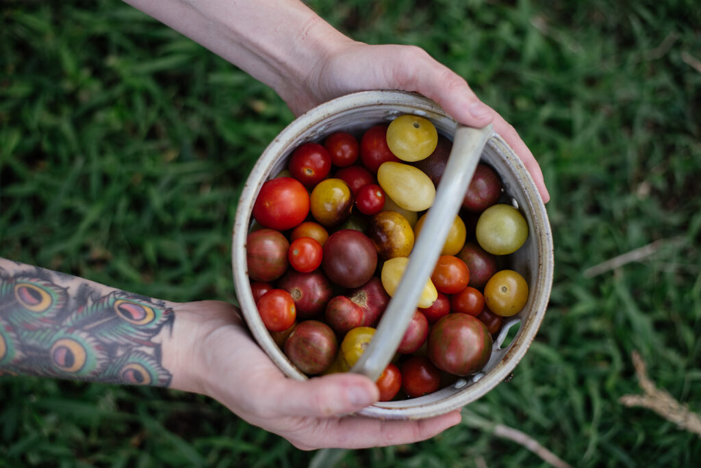 A woman's hands holding a basket of cherry tomatoes.