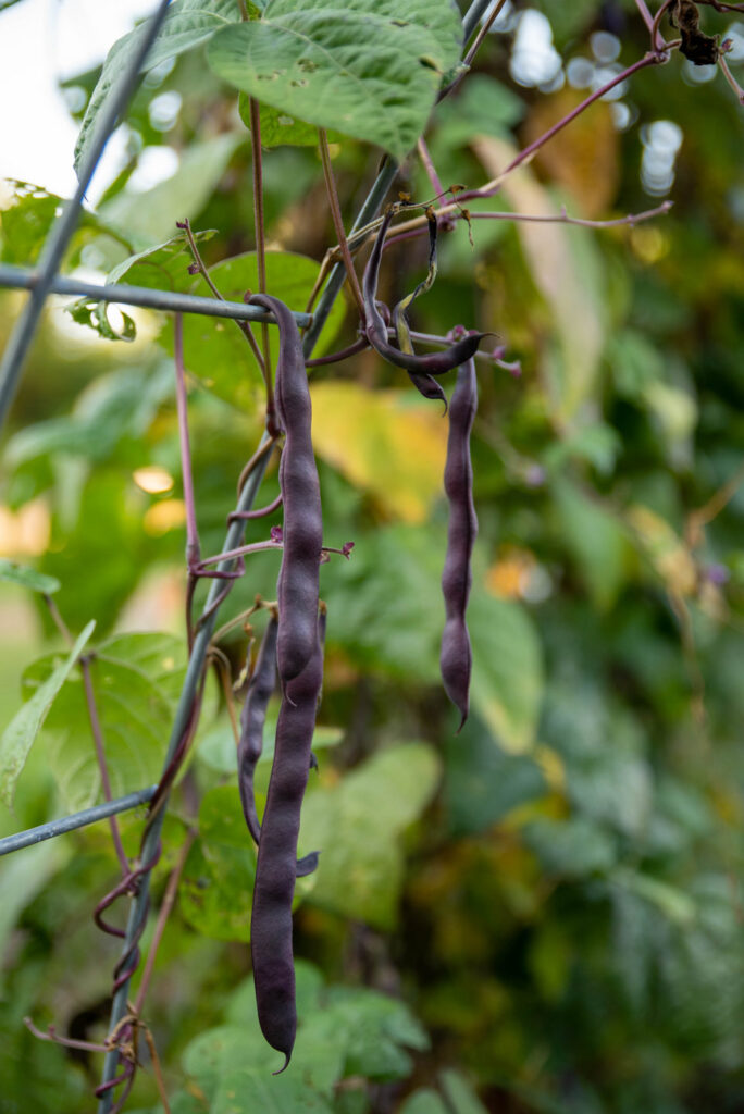 Purple pole beans growing up a trellis.