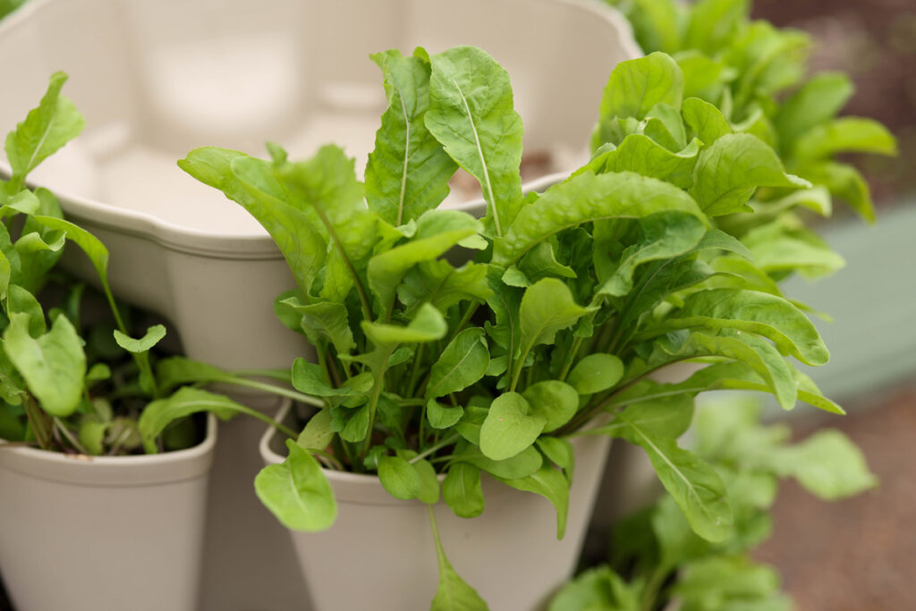 Salad greens growing in a Greenstalk Vertical Garden planter.