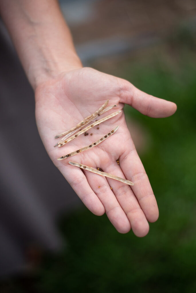 A hand holding dried seeds.