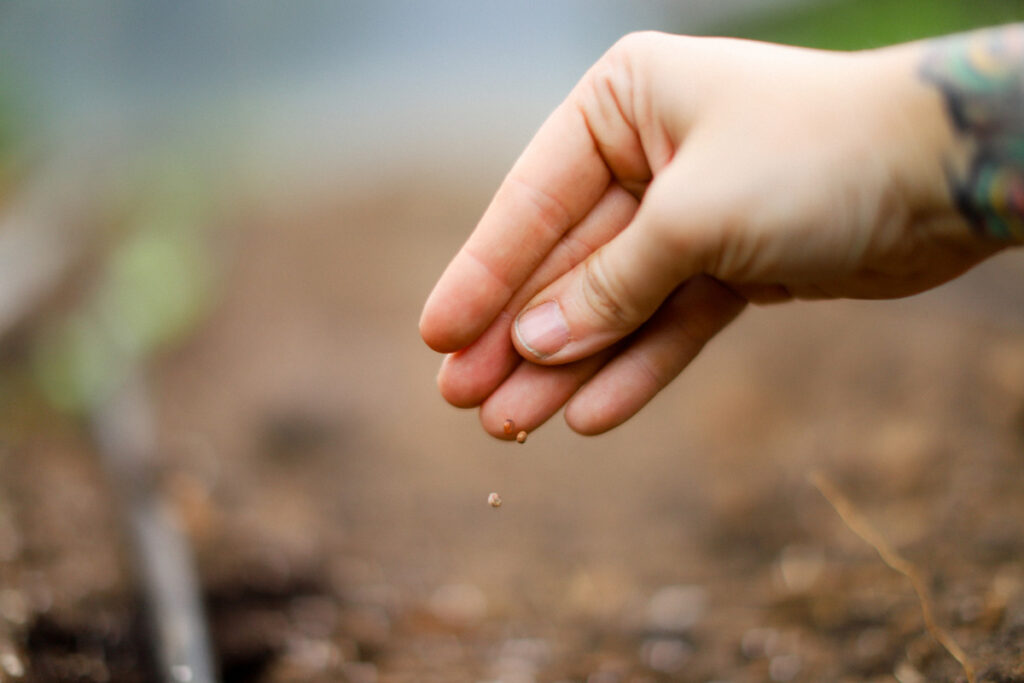 A hand sprinkling seeds into a bed of soil.