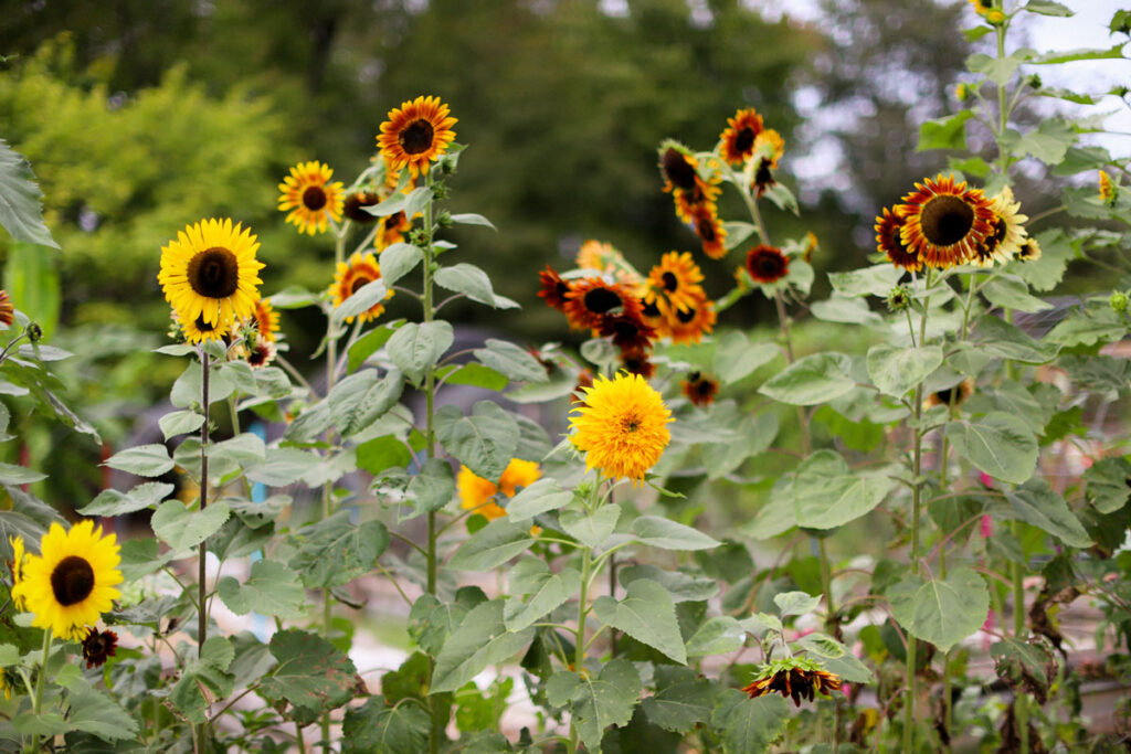 A patch of sunflowers.