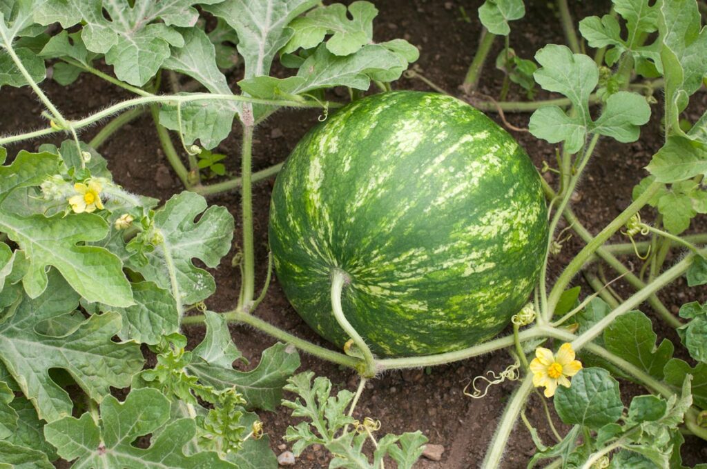 Watermelon growing on the vine.