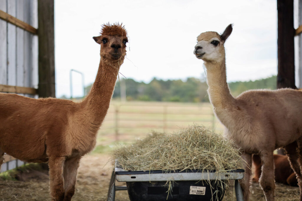 Alpacas eating hay.