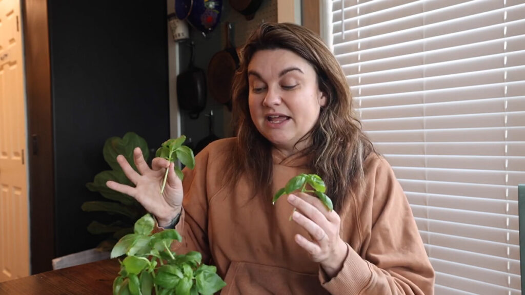 A woman holding a sprig of a basil plant.