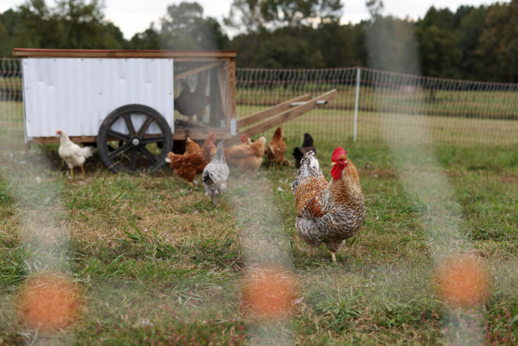 How to Winterize a Chicken Tractor - Mama on the Homestead