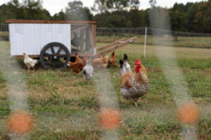 Chickens near a chicken tractor.