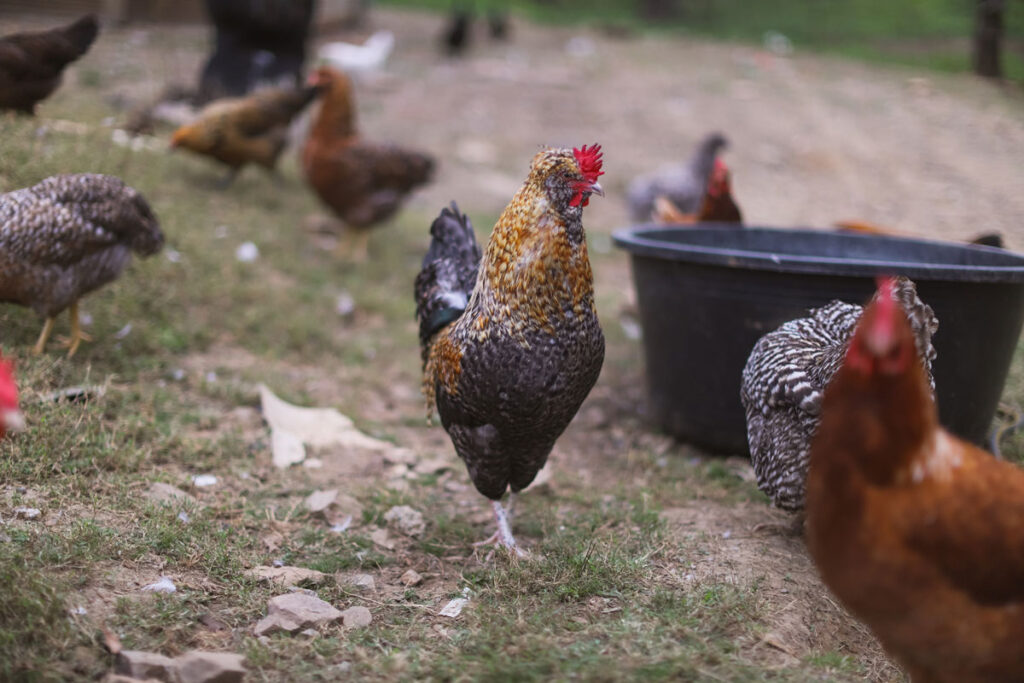 Chickens scratching and pecking.