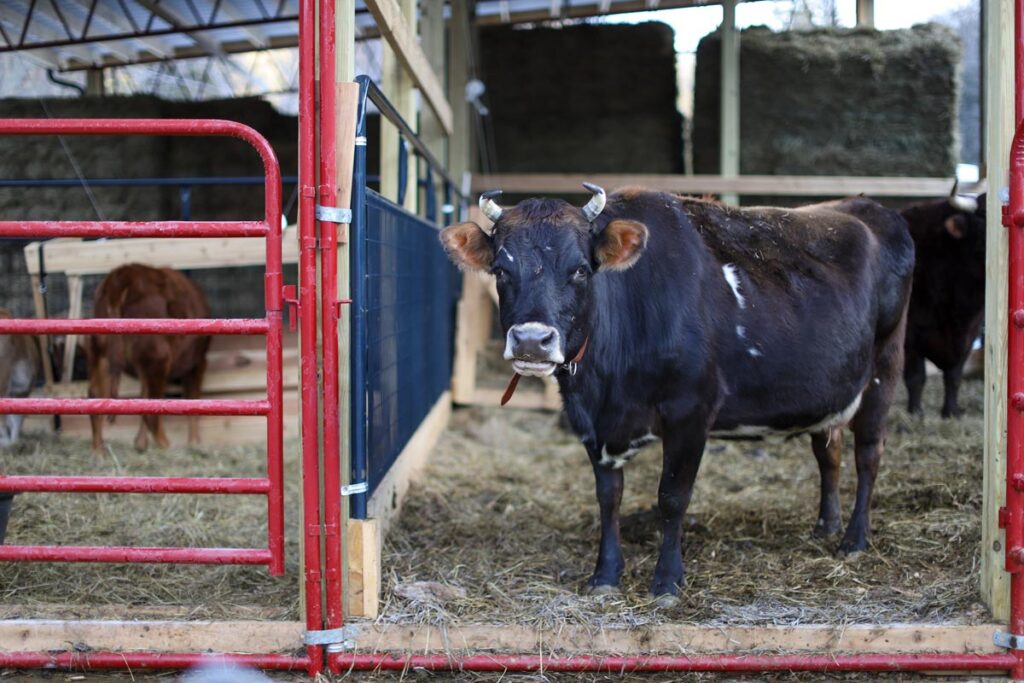 Cows in pens on a farm.