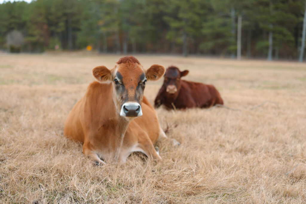 Two dairy cows laying in a field.