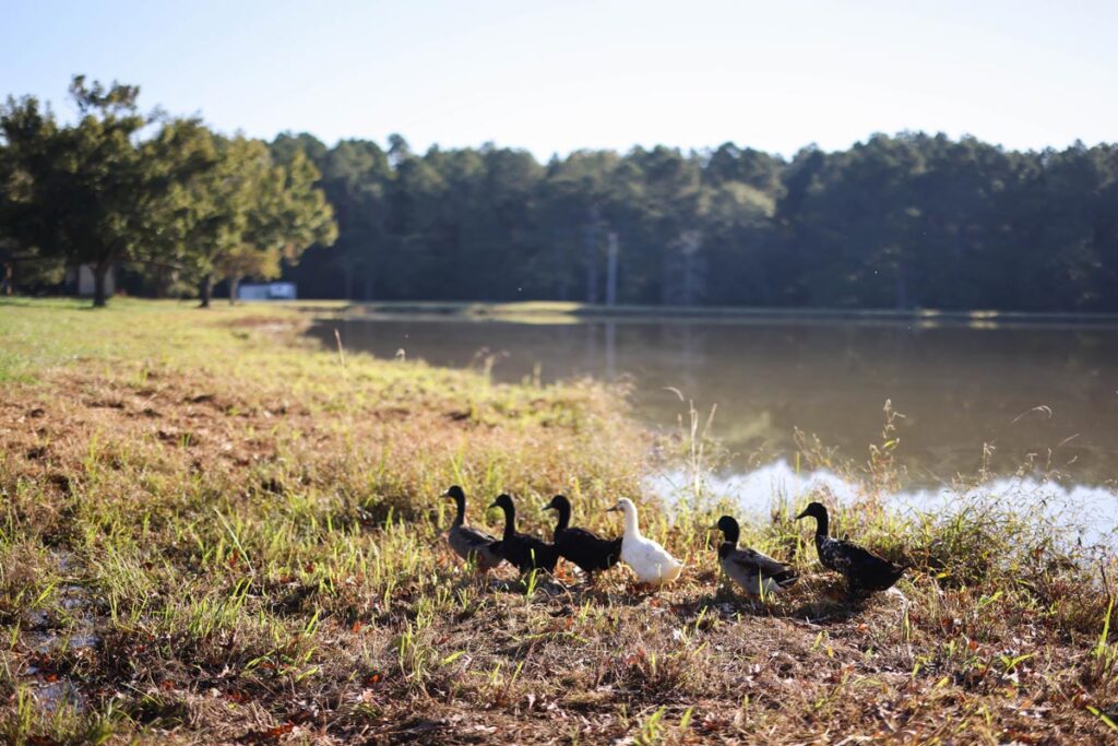 A flock of ducks by a pond.