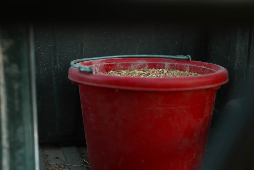 A red bucket with animal feed.