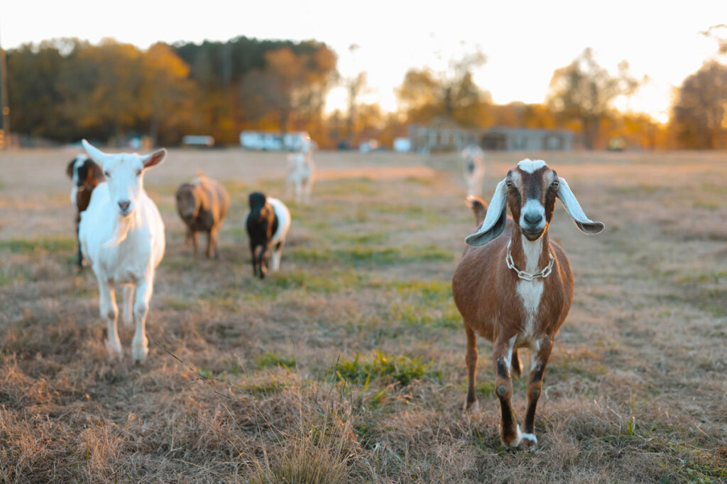 Goats running toward the camera in a field.