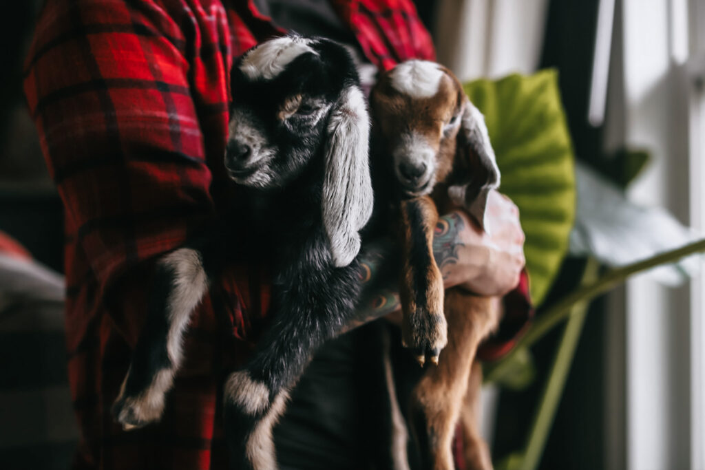 A woman holding two baby goats in her arms.