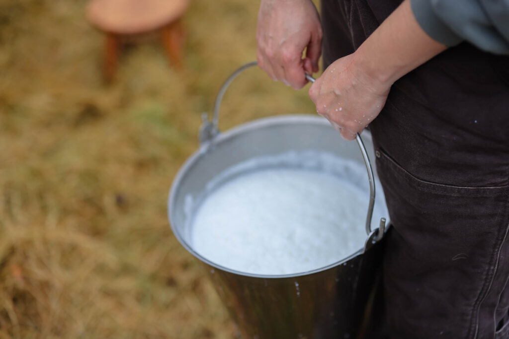 A pail of fresh milk in a bucket from the cow.