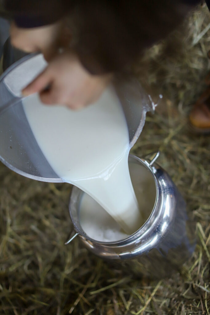 Milk being poured from a bucket into a larger stainless steel canister.