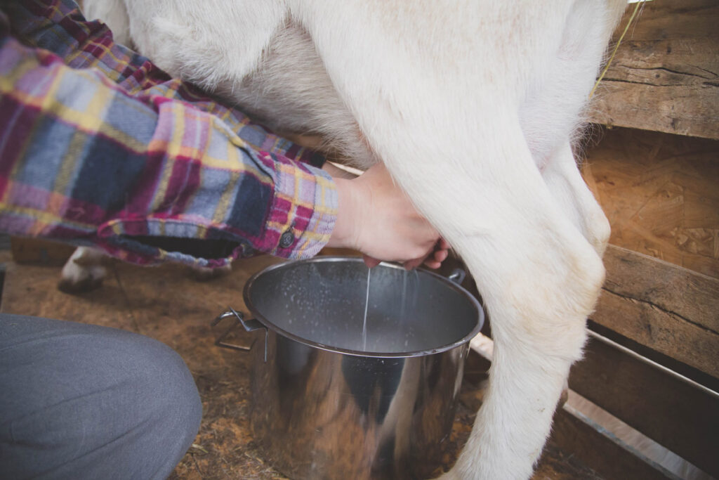 Woman's hands milking a goat.