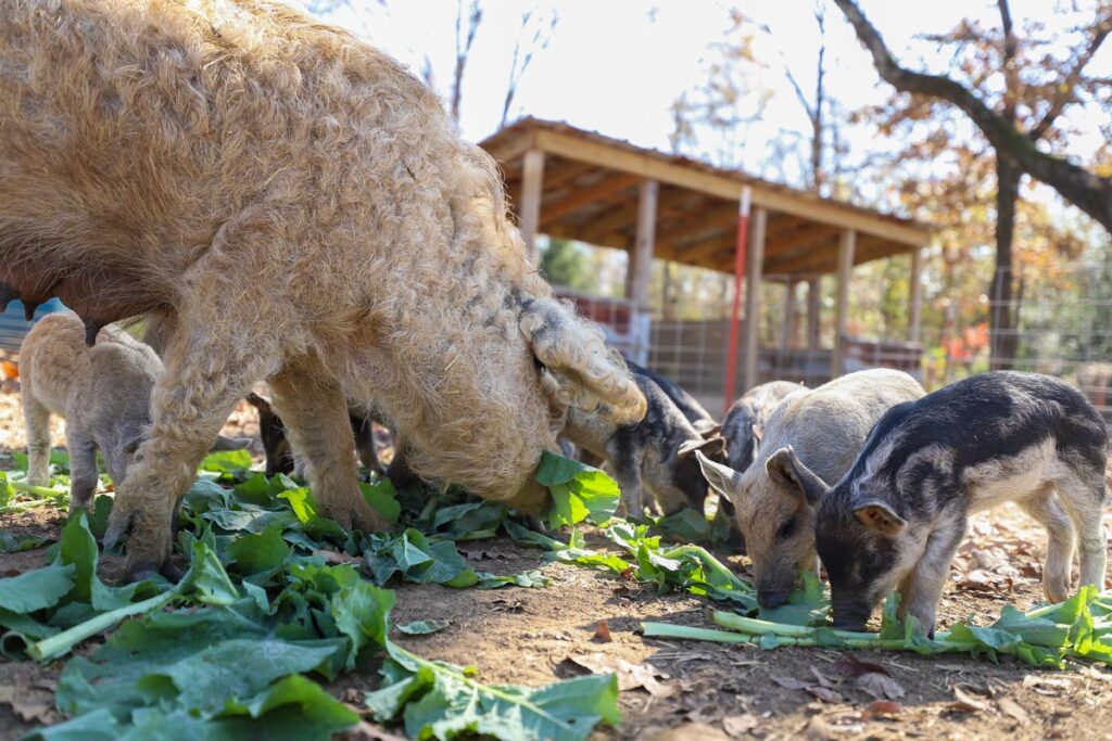 A sow and piglets eating kitchen scraps.