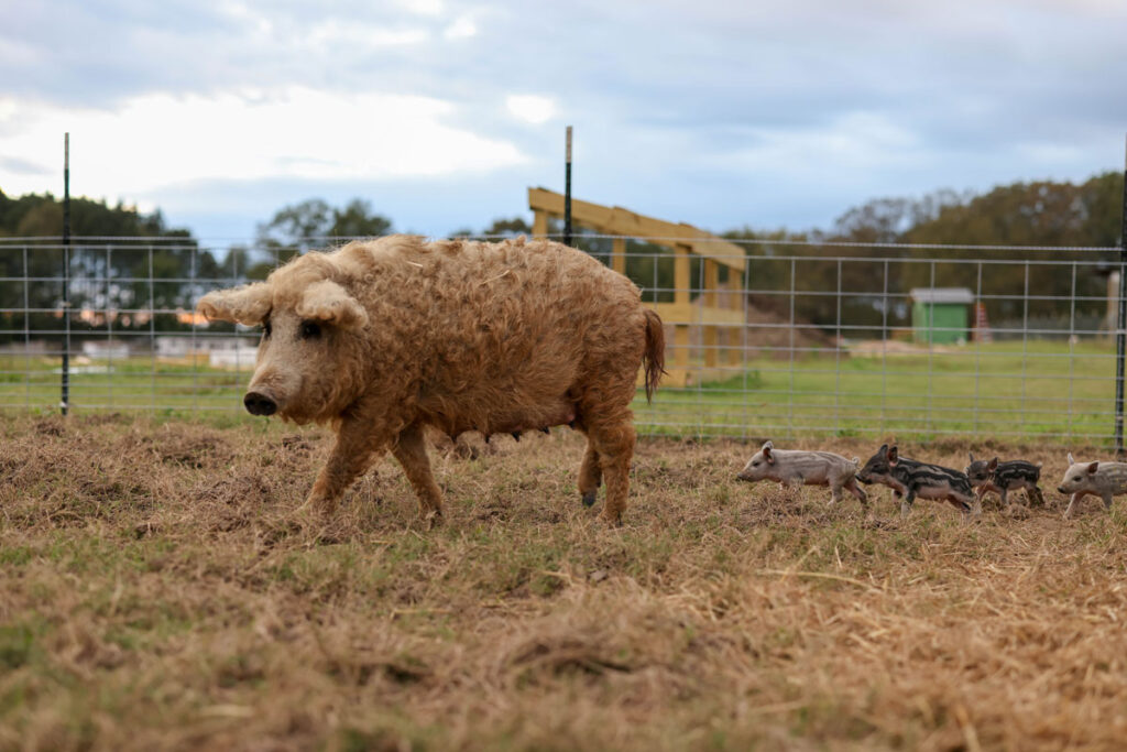 Mama pig and baby piglets walking.